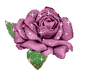 46rose